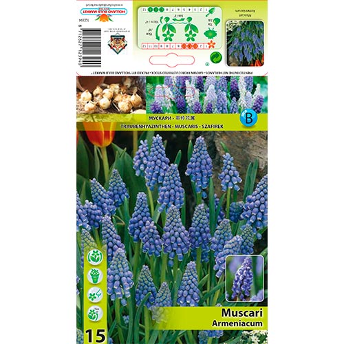 Muscari Armeniacum imagine 1 articol 67637