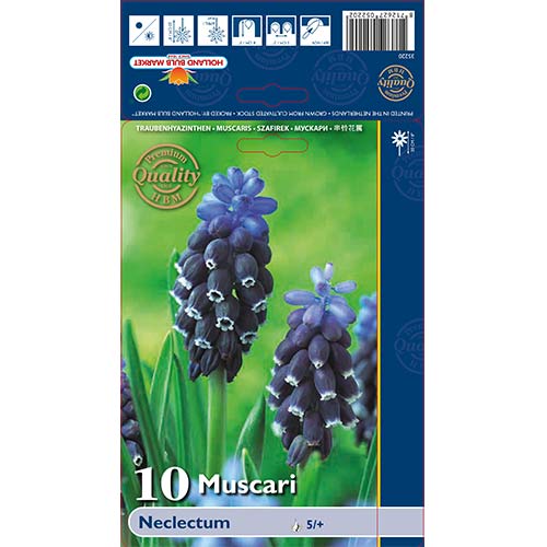 Muscari Neclectum articol fotografie 1 Muscari Neclectum imagine 1 articol 70235
