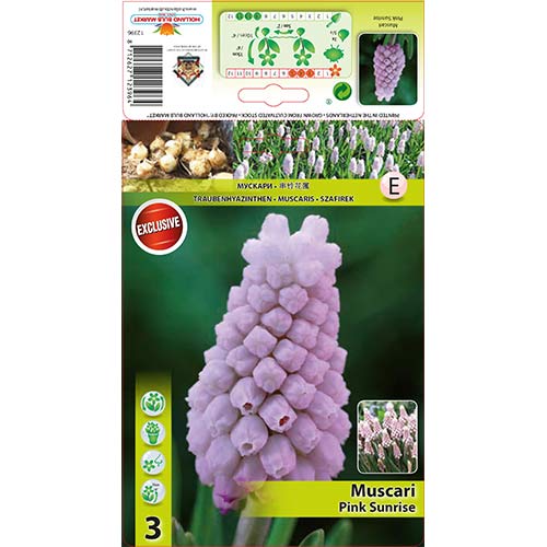 Muscari Pink Sunrise articol fotografie 1 Muscari Pink Sunrise imagine 1 articol 67406