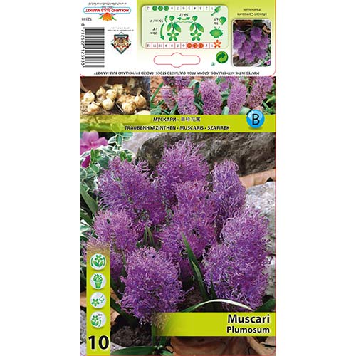 Muscari Plumosum imagine 1 articol 70278