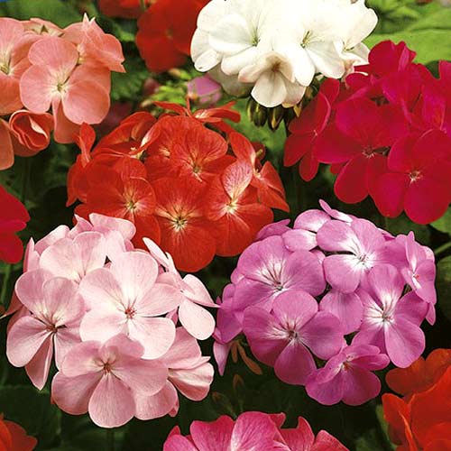 Mușcată curgătoare F2, amestec imagine 1 articol 8778