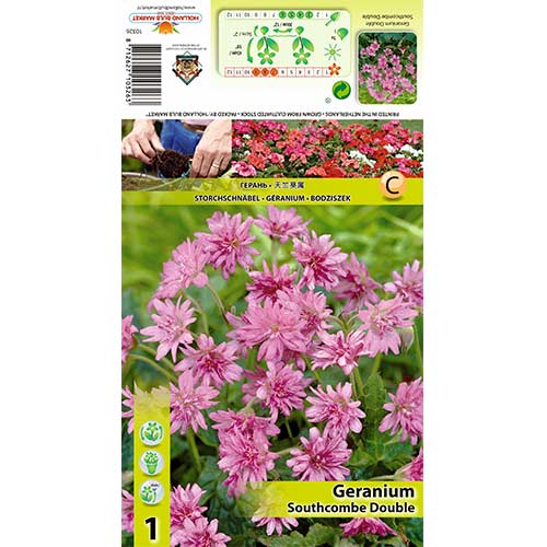Mușcată englezească (Geranium) Southcombe Double imagine 1 articol 70391