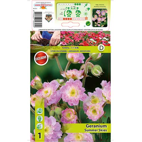 Mușcată englezească (Geranium) Summer Skies articol fotografie 1 Mușcată englezească (Geranium) Summer Skies imagine 1 articol 76242