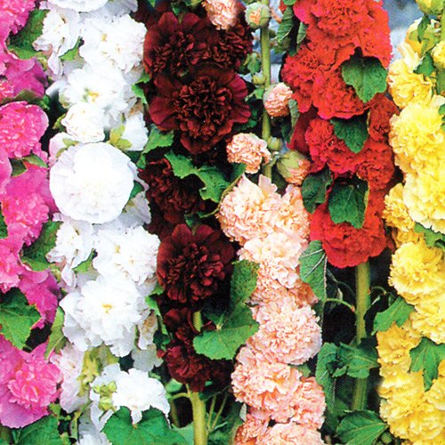 Nalbă, amestec imagine 1 articol 8771