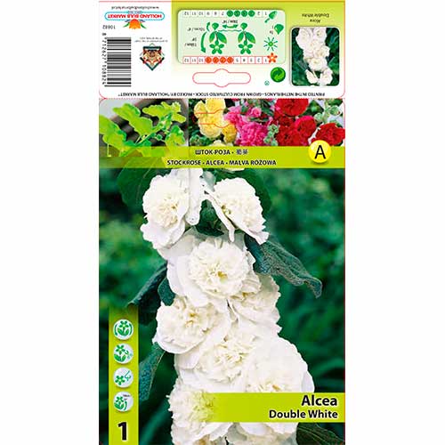 Nalbă de grădină (Alcea) Double White imagine 1 articol 76160