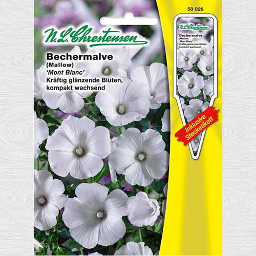 Nalbă Mont Blanc articol fotografie 1 Nalbă Mont Blanc imagine 1 articol 69328