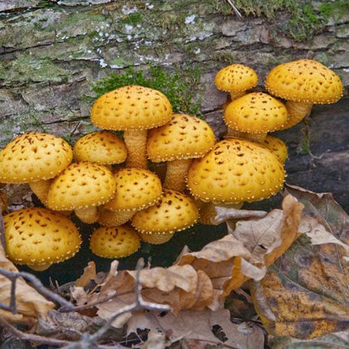 Nameko imagine 1 articol 86704