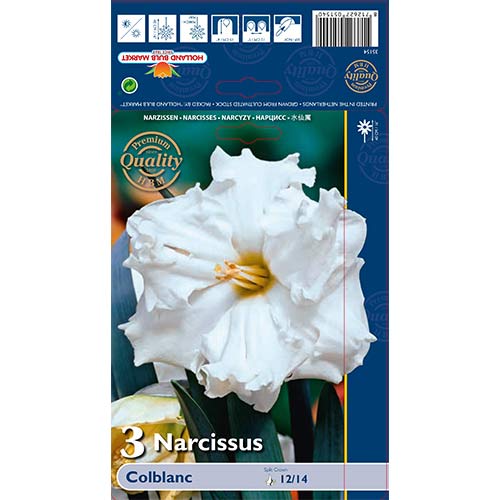 Narcise Colblanc articol fotografie 1 Narcise Colblanc imagine 1 articol 67648
