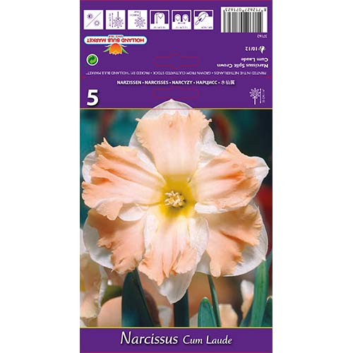 Narcise Cum Laude imagine 1 articol 68098