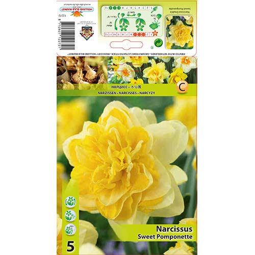 Narcise Sweet Pomponette articol fotografie 1 Narcise Sweet Pomponette imagine 1 articol 67414