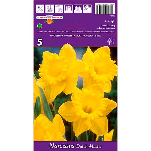 Narcise Dutch Master articol fotografie 1 Narcise Dutch Master imagine 1 articol 67647