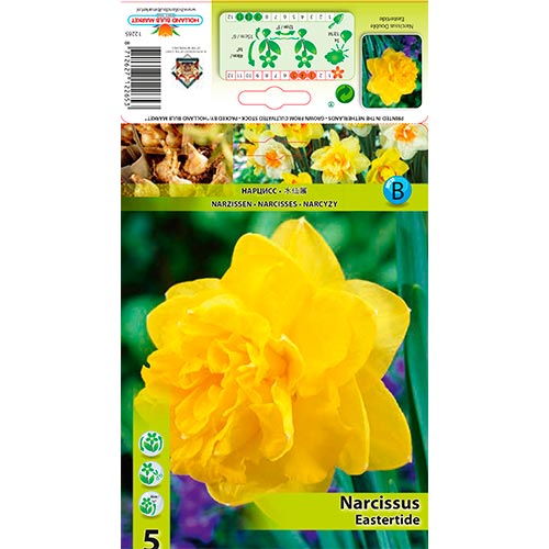 Narcise Eastertide articol fotografie 1 Narcise Eastertide imagine 1 articol 70280