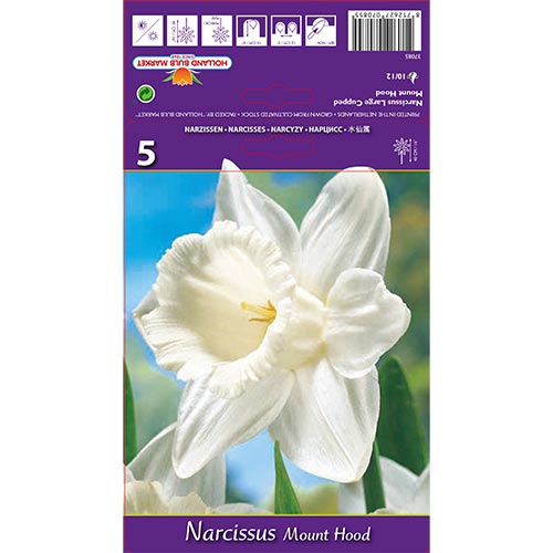 Narcise Mount Hood imagine 1 articol 70214