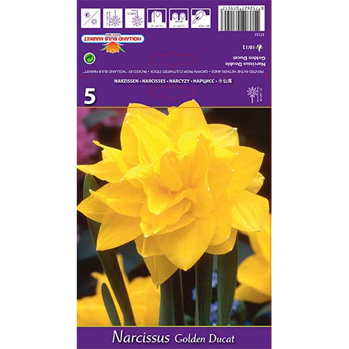 Narcise Golden Ducat articol fotografie 1 Narcise Golden Ducat imagine 1 articol 68096