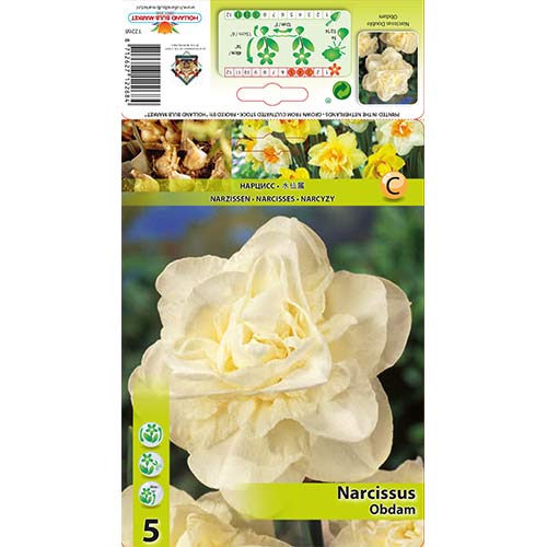Narcise Obdam articol fotografie 1 Narcise Obdam imagine 1 articol 70286