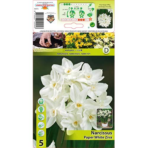 Narcise Paper White Ziva articol fotografie 1 Narcise Paper White Ziva imagine 1 articol 70284