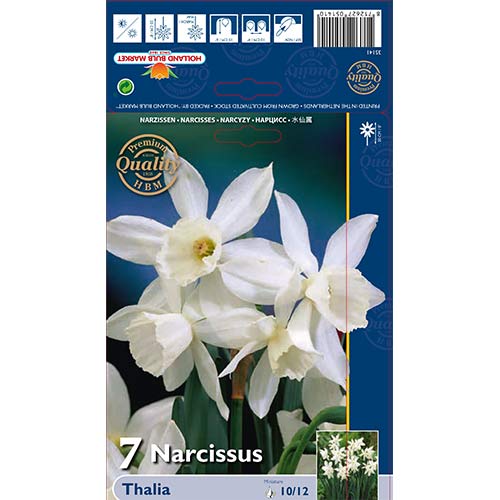 Narcise Thalia imagine 1 articol 70236