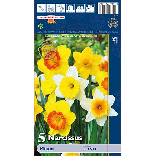 Narcise trumpet mix multicolor articol fotografie 1 Narcise trumpet mix multicolor imagine 1 articol 67665