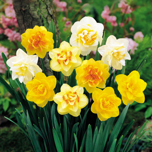 Super-ofertă! Set de Narcise imagine 1 articol 4775_1