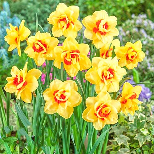 Narcise Innovator imagine 1 articol 67416