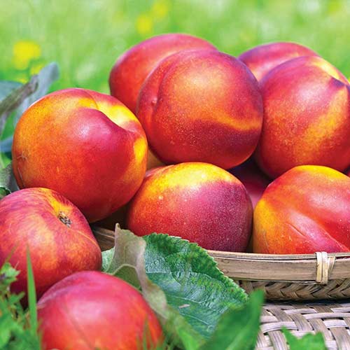 Nectarin Fire Earth, С2 imagine 1 articol 4285