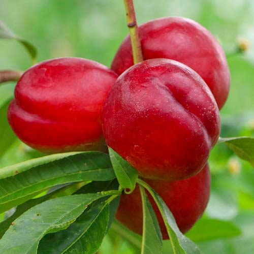 Nectarin Late Love, С2 articol fotografie 1 Nectarin Late Love, С2 imagine 1 articol 1629