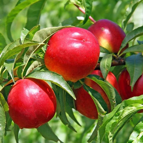 Nectarin Lerata articol fotografie 1 Nectarin Lerata imagine 1 articol 7985