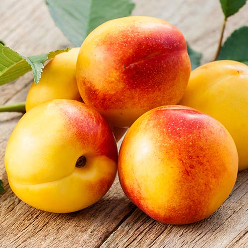 Nectarin Opal articol fotografie 1 Nectarin Opal imagine 1 articol 6936