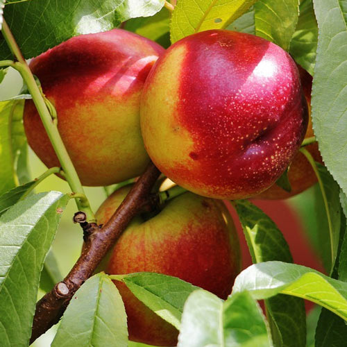 Nectarin Serpator articol fotografie 1 Nectarin Serpator imagine 1 articol 7984