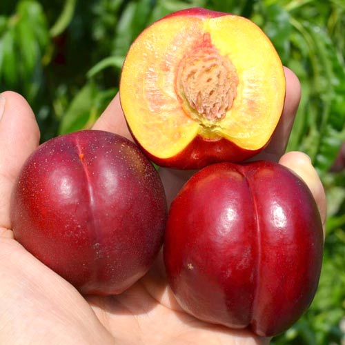 Nectarin Tepesko articol fotografie 1 Nectarin Tepesko imagine 1 articol 7988