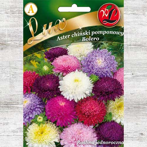 Ochiul boului pompon Bolero, mix multicolor articol fotografie 1 Ochiul boului pompon Bolero, mix multicolor imagine 1 articol 86745