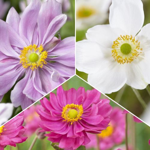 Ofertă specială! Anemone, set de 3 soiuri imagine 1 articol 70489