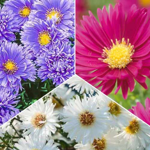 Ofertă specială! Aster Novi-Belgii, set de 3 soiuri articol fotografie 1 Ofertă specială! Aster Novi-Belgii, set de 3 soiuri imagine 1 articol 70475
