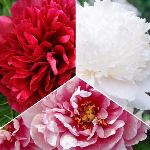 Ofertă specială! Bujori, set de 3 soiuri imagine 1 articol 77809