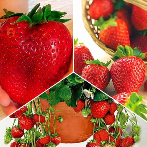 Ofertă specială! Căpşuni Recolte record, set de 3 soiuri imagine 1 articol 5417