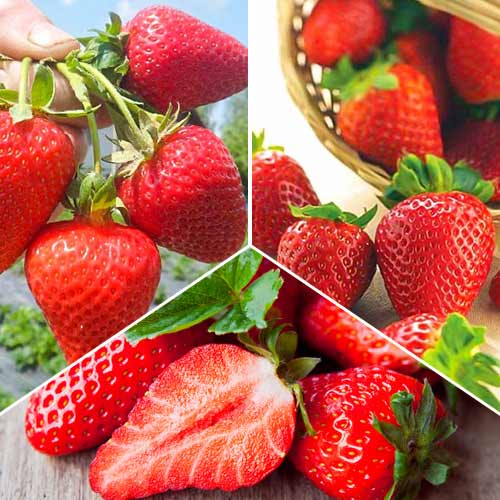 Ofertă specială! Căpșuni super remontanți, set de 3 soiuri imagine 1 articol 5416