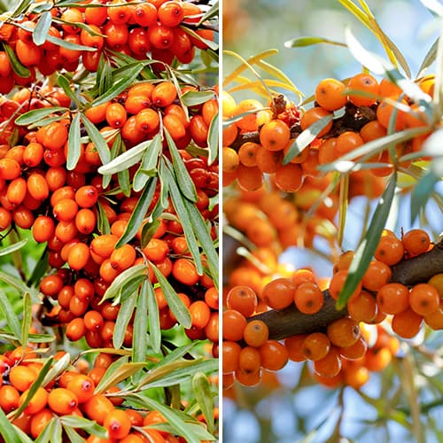 Ofertă specială! Cătină, set de 2 soiuri imagine 1 articol 5860