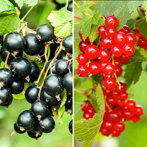 Ofertă specială! Coacăzi Duet, set de 2 soiuri imagine 1 articol 5849