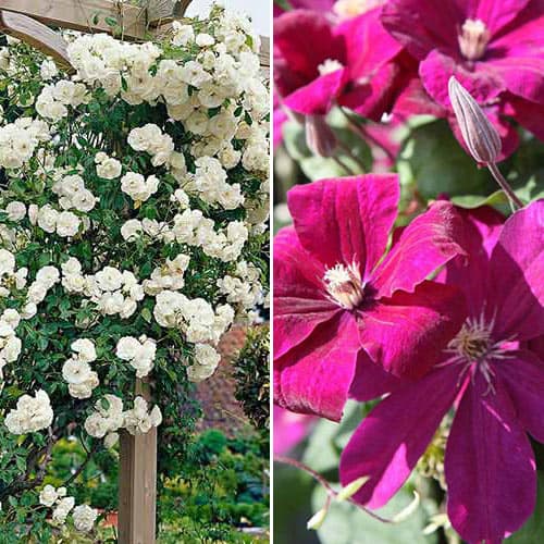 Ofertă specială! Duo de trandafir și clematis White-Pink, set de 2 soiuri imagine 1 articol 4645