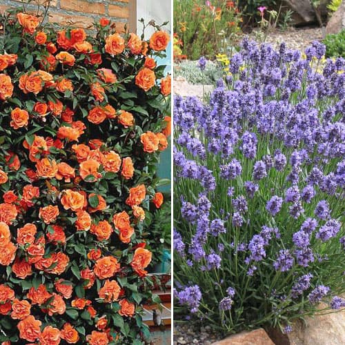Ofertă specială! Duo de trandafir și lavandă Aromatic Couple, set de 2 soiuri imagine 1 articol 4649