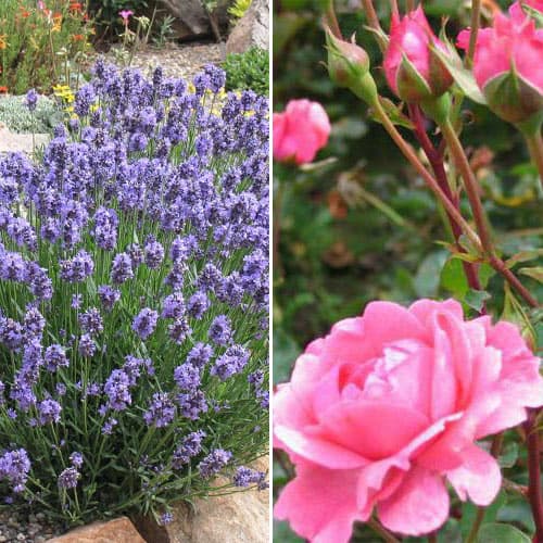 Ofertă specială! Duo de trandafir și lavandă Fragrances of Provence, set de 2 soiuri imagine 1 articol 4652