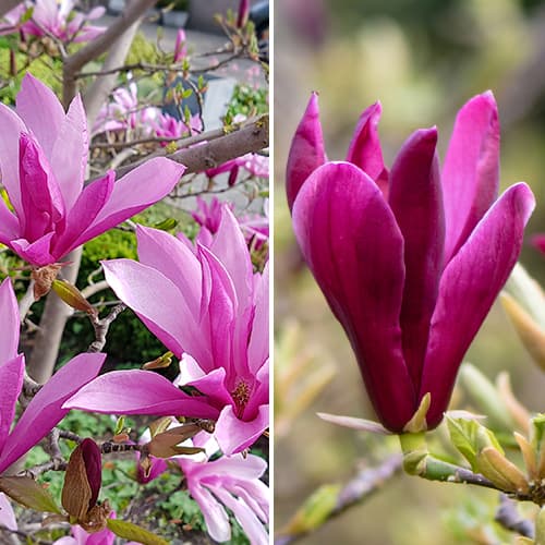 Ofertă specială! Magnolia Duo, set de 2 soiuri articol fotografie 1 Ofertă specială! Magnolia Duo, set de 2 soiuri imagine 1 articol 5870