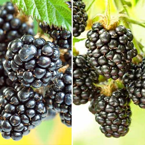 Ofertă specială! Mure Duet, set de 2 soiuri imagine 1 articol 5390