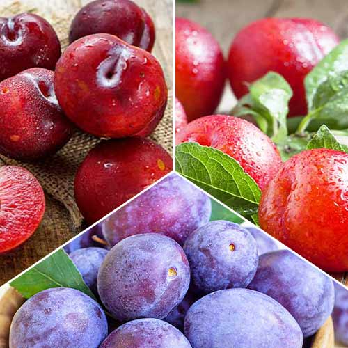 Pruni Trio, set de 3 soiuri imagine 1 articol 5674