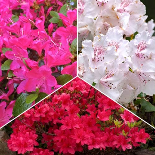 Ofertă specială! Rhododendroni Trio, set de 3 soiuri articol fotografie 1 Ofertă specială! Rhododendroni Trio, set de 3 soiuri imagine 1 articol 2031