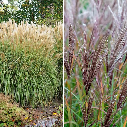 Ofertă specială! Stuf chinezesc (Miscanthus) Duo, set de 2 soiuri articol fotografie 1 Ofertă specială! Stuf chinezesc (Miscanthus) Duo, set de 2 soiuri imagine 1 articol 2036
