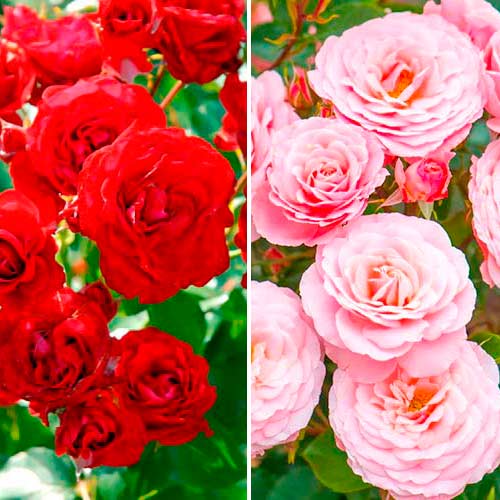 Trandafiri floribunda Duo, set de 2 soiuri articol fotografie 1 Trandafiri floribunda Duo, set de 2 soiuri imagine 1 articol 5209
