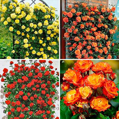 Trandafiri Tango, set de 4 soiuri imagine 1 articol 5213