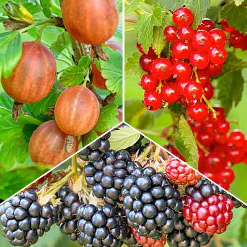 Ofertă specială! Trio vitaminizant, set de 3 soiuri imagine 1 articol 5848