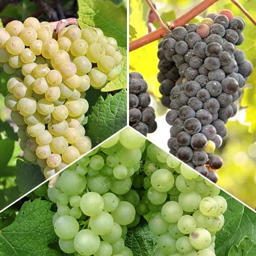 Ofertă specială! Viță de vie Sauvignon, set de 3 soiuri imagine 1 articol 5574